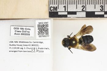 Media type: image;   Entomology 799277 Aspect: labels